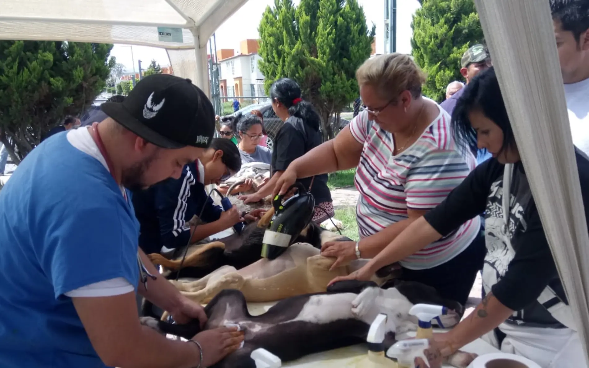 Población de zona oriente aprovechó la campaña de esterilización masiva. Foto Monsetrrat García